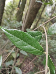 Lithocarpus glaber