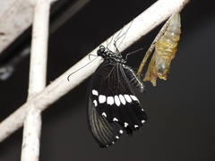 Papilio polytes