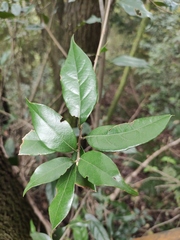 Lithocarpus glaber