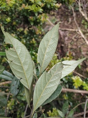 Lithocarpus glaber