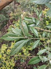 Lithocarpus glaber