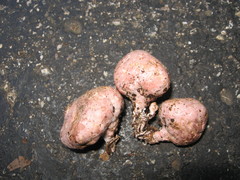 Phallogaster saccatus