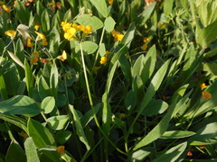 Scorpiurus muricatus