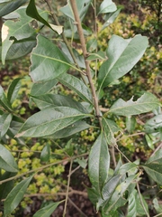 Lithocarpus glaber