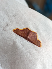 Chrysocraspeda aurimargo