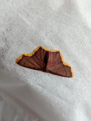 Chrysocraspeda aurimargo