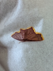 Chrysocraspeda aurimargo