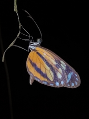 Dismorphia theucharila