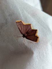 Chrysocraspeda aurimargo