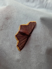 Chrysocraspeda aurimargo