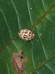 Psyllobora lutescens