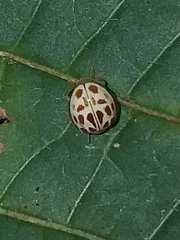 Psyllobora lutescens