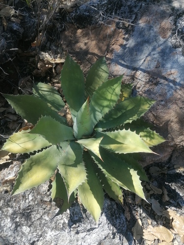 Agave seemanniana