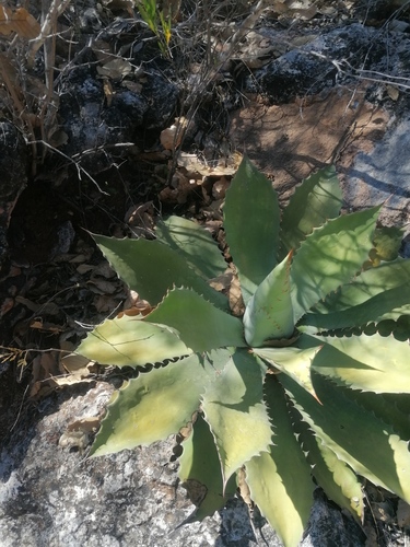 Agave seemanniana