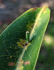 Chrysocraspeda aurimargo