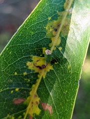 Chrysocraspeda aurimargo