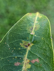 Chrysocraspeda aurimargo