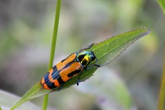 Conognatha leachi