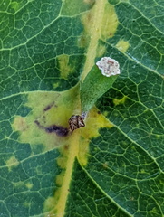 Chrysocraspeda aurimargo