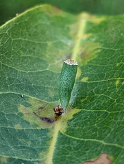 Chrysocraspeda aurimargo