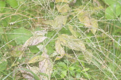 Golovinomyces verbasci