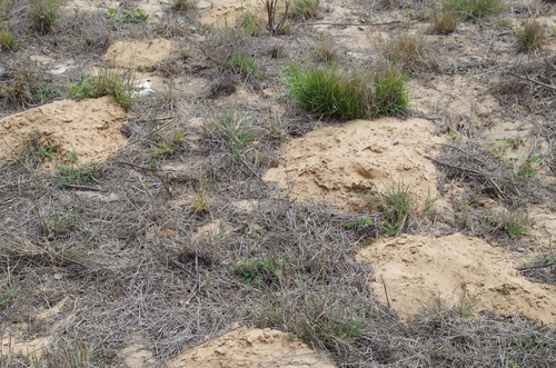 Texas Pocket Gopher