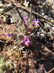 Collomia diversifolia