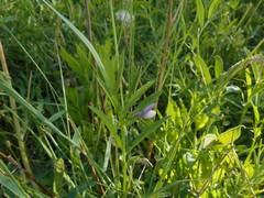 Vicia bithynica