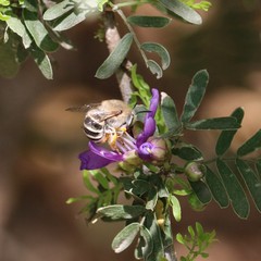 Anthophora californica