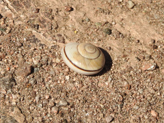 Epiphragmophora puntana