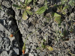 Hypochaeris achyrophorus