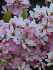 Apis mellifera