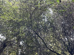 Coprosma pedicellata