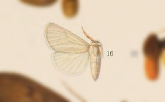 Paracles toulgoeti
