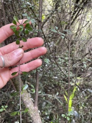 Coprosma pedicellata