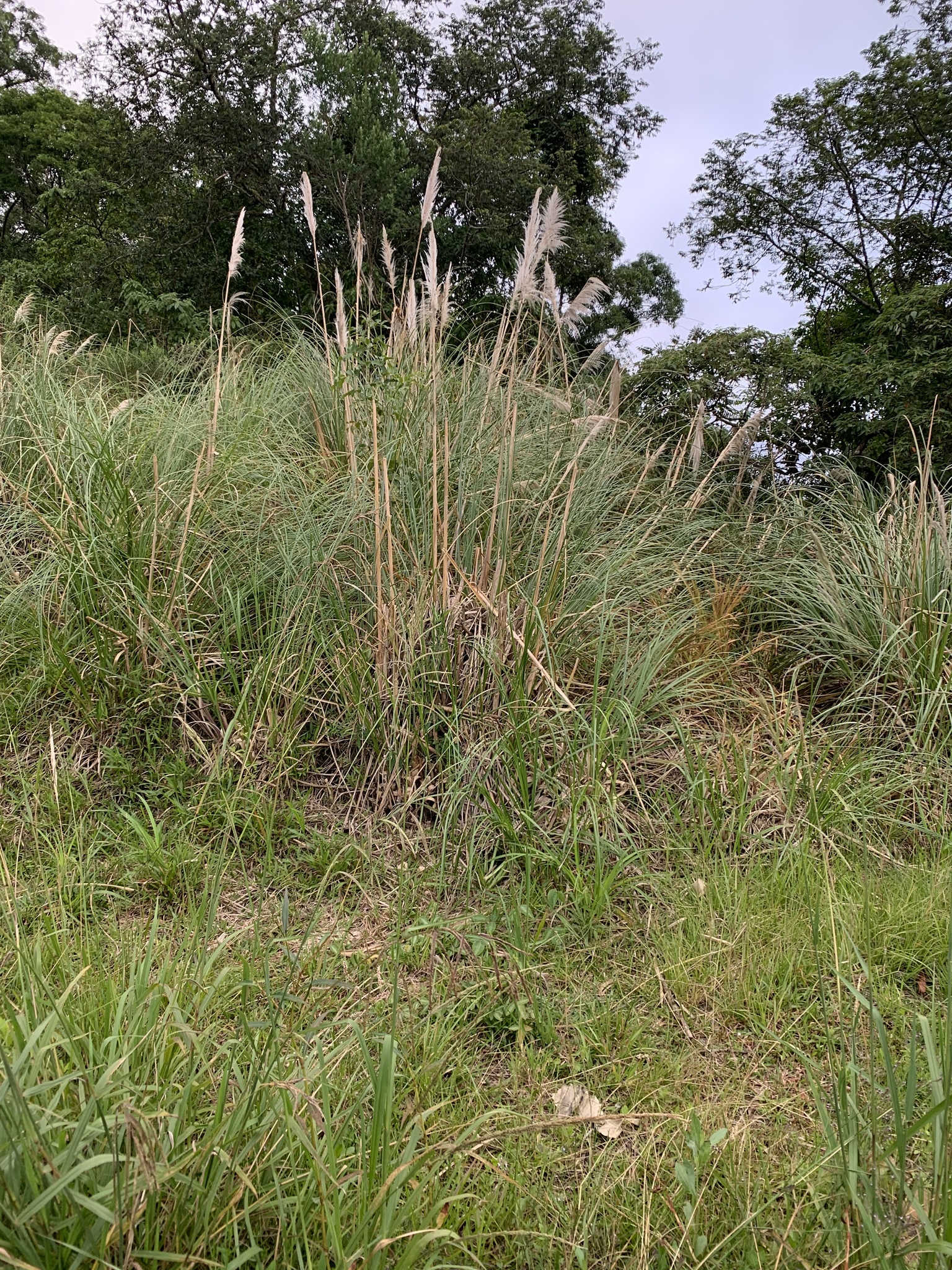 Cortaderia selloana