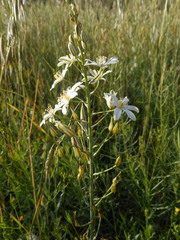 Ornithogalum pyramidale