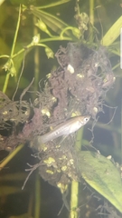 Reis' Livebearer photo 1