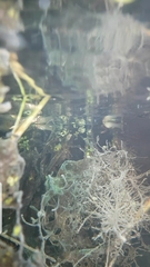Reis' Livebearer photo 2