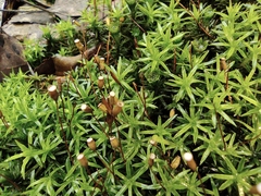 Pogonatum inflexum