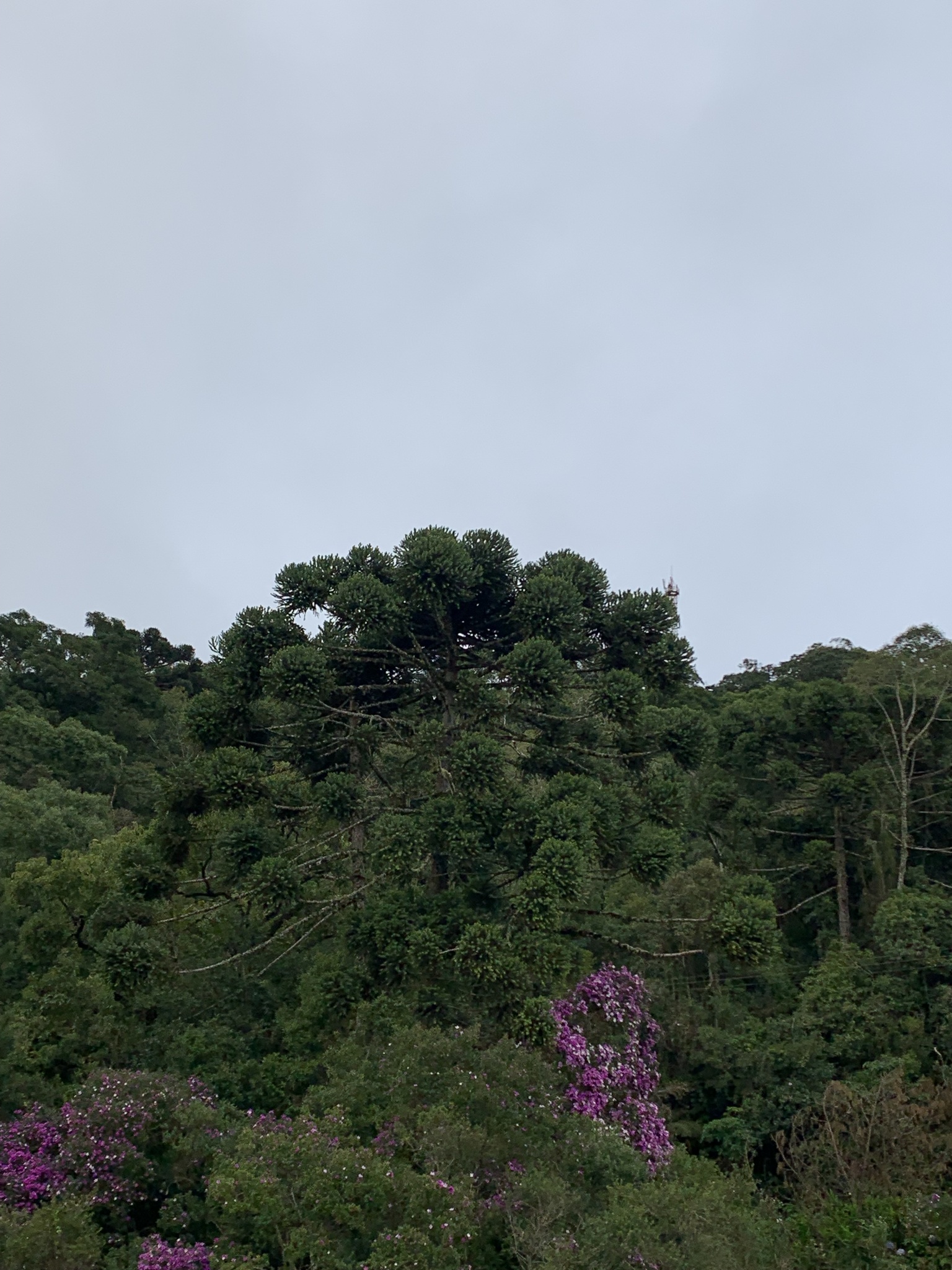 Araucaria angustifolia