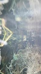 Reis' Livebearer photo 3
