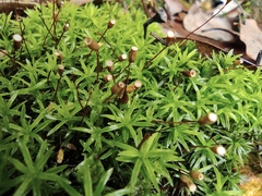 Pogonatum inflexum