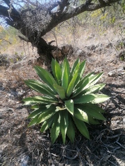 Agave seemanniana
