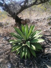 Agave seemanniana