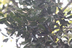 Lithocarpus glaber