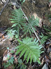 Steiropteris deltoidea