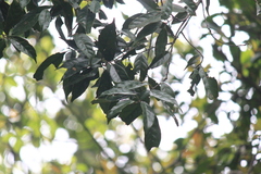 Lithocarpus glaber