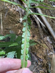 Steiropteris deltoidea