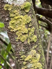 Coenogonium implexum